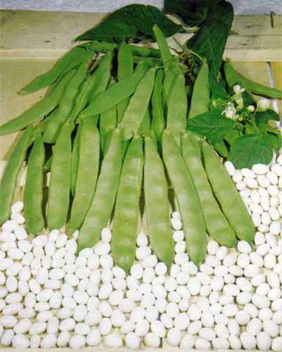 Climbing Haricot Bean  Cocco Bianco   80 Seeds