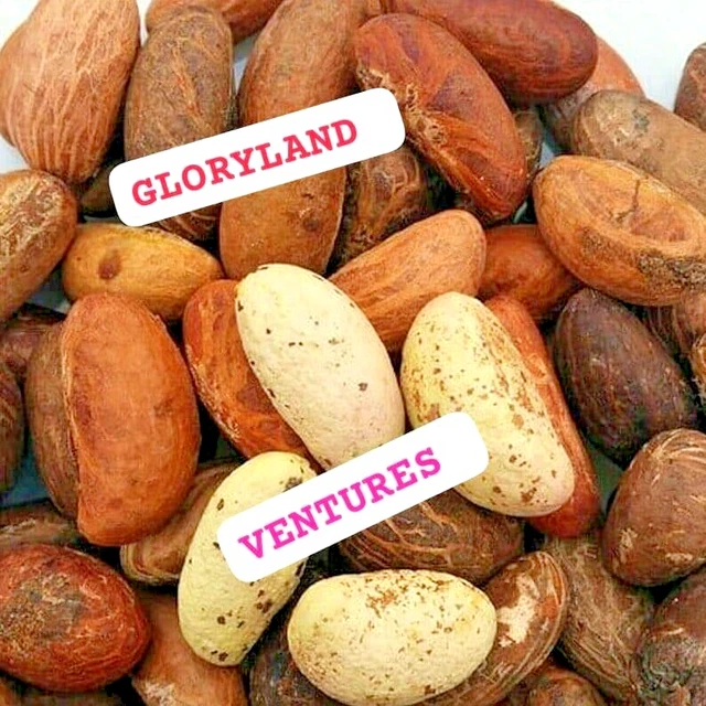 FRESH AFRICAN BITTER Kola Nut Garcins Kola Orogbo) 8 pieces) ARRIVED UK