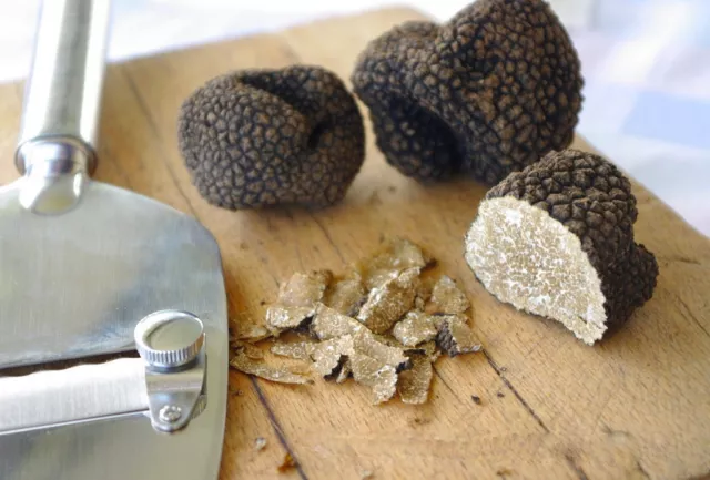 Precious Italian fresh black truffles. Black truffle 200g. 7,0 oz. Mushrooms.