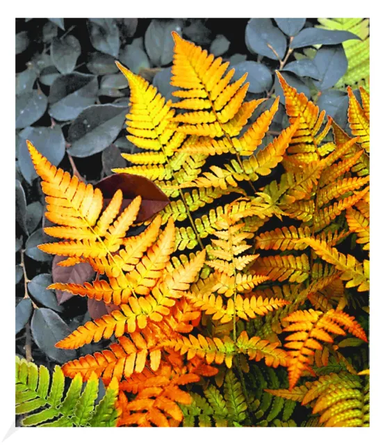 Winterharter Schmuck-Farn 'Golden Brilliant', 1 Pflanze Dryopteris