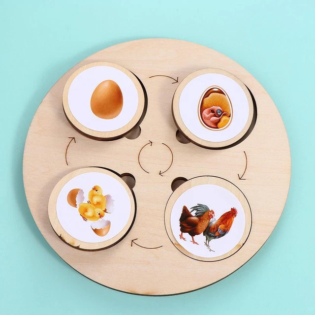 Sorting Life Cycle LIFE CYCLE WOODEN Toy Life Cycle Board Sorting Wooden Toy Growth Cycle ...