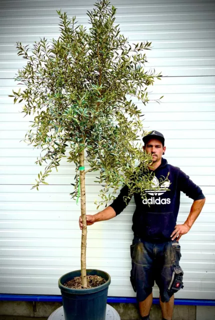 Olivenbaum Olive - Winterhart beste Qualität - Olea Europaea Höhe 220cm im Topf