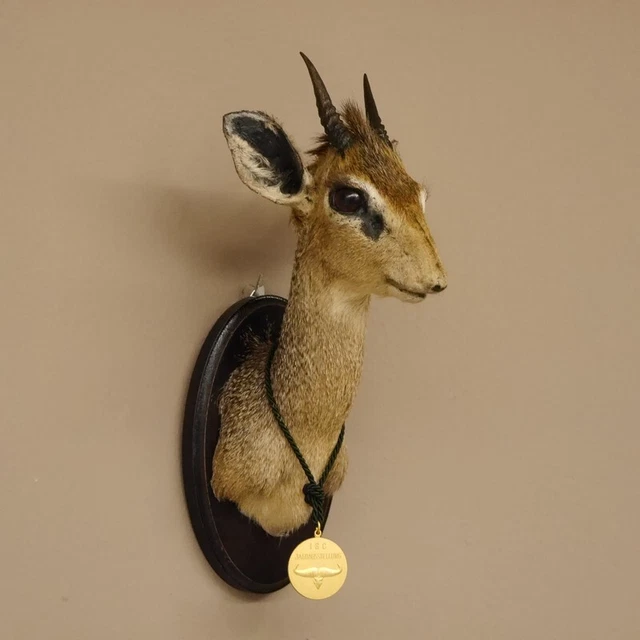 Dikdik Zwergantilope Con Medalla Principal Antílope Cabeza Preparado Taxidermy