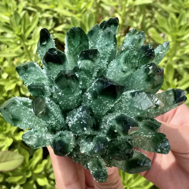 1.47LB New Find Green Phantom Quartz Crystal Cluster Mineral Specimen Healing