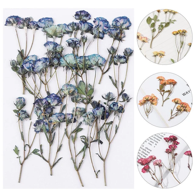 Artesanía Flores secas reales Flores prensadas Planta en relieve Manual