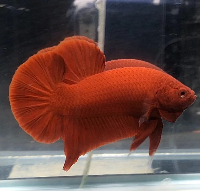 Live Betta Fish : HMPK Super Red Male Quality Grade From Thailand