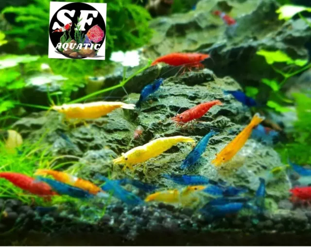 8+2 Adult Neocaridina Candy Skittle Live Shrimp Mixed Colors Aquarium