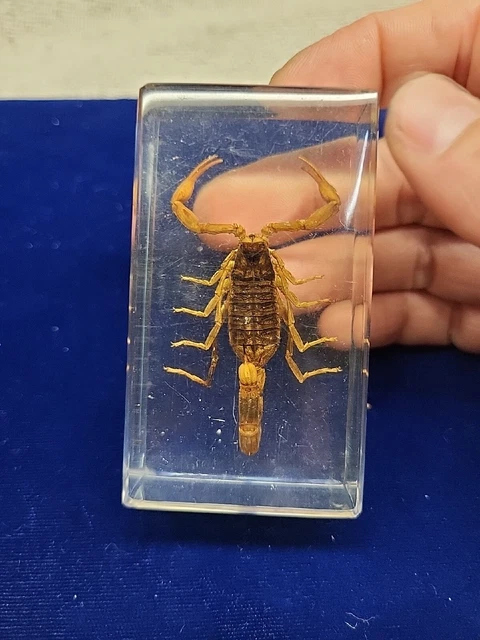 Resin Scorpion Paperweight 1.5"x2.75" Rectangular
