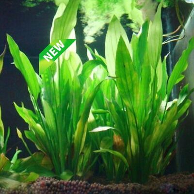 Plastic Aquarium Plants Fish Tank Decorations Artificial Grass Aquatic Ornament