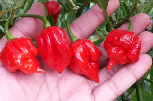 20 Fresh Super-Hot Scorpion Butch T Red Premium Pepper Seeds-A 13