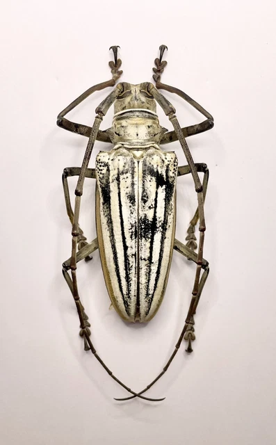 ENTOMOLOGY TAXIDERMY : Batocera Lamondi Femmina Big! A1,78+/-mm