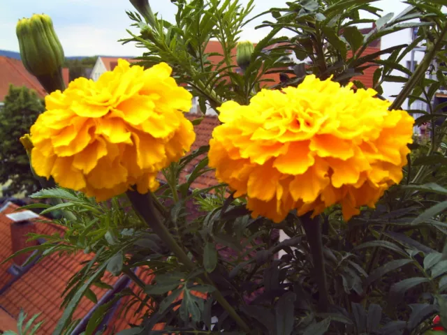 Riesen -Tagetes, Tagetes - Samen, 20 Samen, sehr große gelbe Blüten