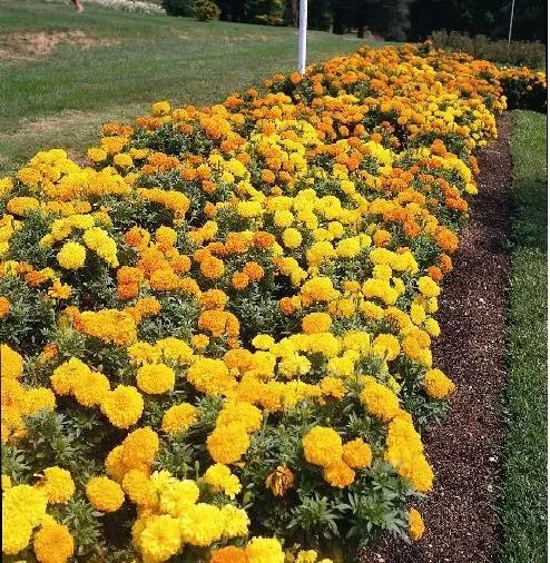 Flower - African Marigold - Crackerjack - 900 Seeds