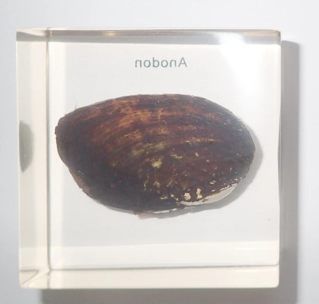 Cockscomb Pearl Mussel Specimen Clear Lucite Block Education Aid DD1
