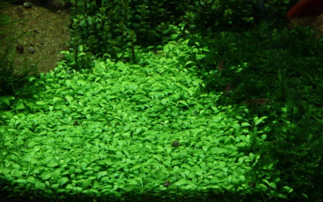 Glossostigma elatinoides - Invitro Bodendecker Aquarienpflanze Tropica 045A TC