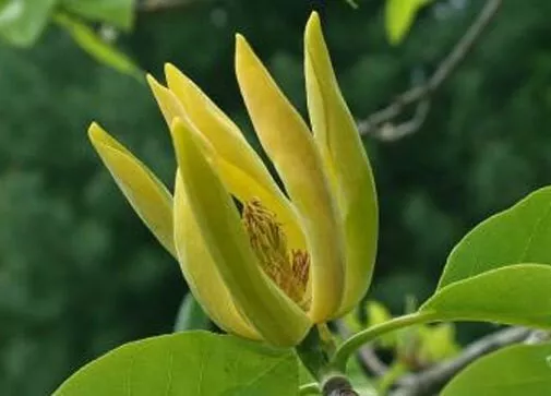 10 POLYPHYLL PURPLE TREE PEONY SEEDS - (Paeonia suffruticosa)