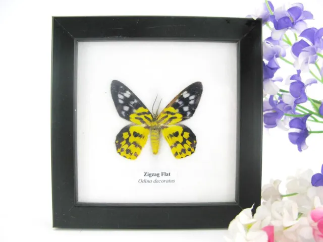Zig Zag Flat - beautiful real butterfly prepared - framed- museum quality