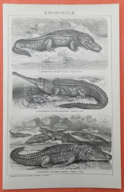 Krokodile Crocodylia Nilkrokodil  Gharial  Hechtkaiman Holzstich 1894