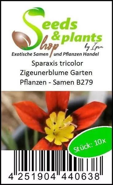 10x Sparaxis Tricolor Zigeunerblume Jardin Plantes - Graines B279 3