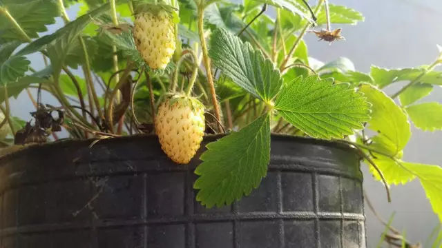 Fresas amarillas - fresa amarilla muy dulce - fragaria  30 semillas- - seeds