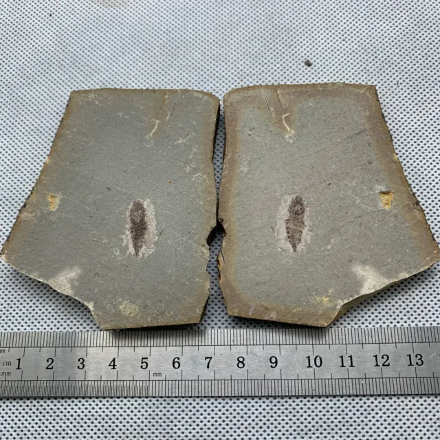 Positive and negative templates of beetle fossils from the Jurassic Daohugou era