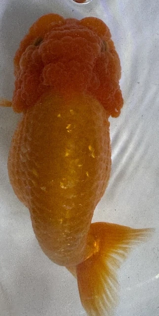 LIVE pond goldfish Fish~Goldfish Ranchu  5 -5.25 Inch High Grade MiniTail