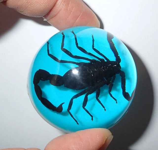 Black Scorpion On Blue Bottom 47 mm Lucite Dome Paperweight DP47B