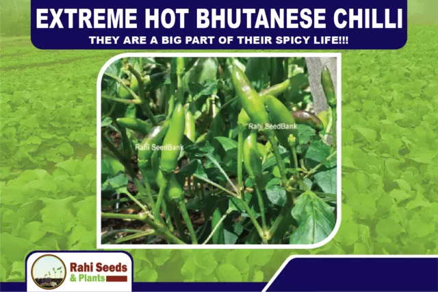 Extreme Hot Bhutanese Chilli - They are a Big Part of their Spicy Life!!!