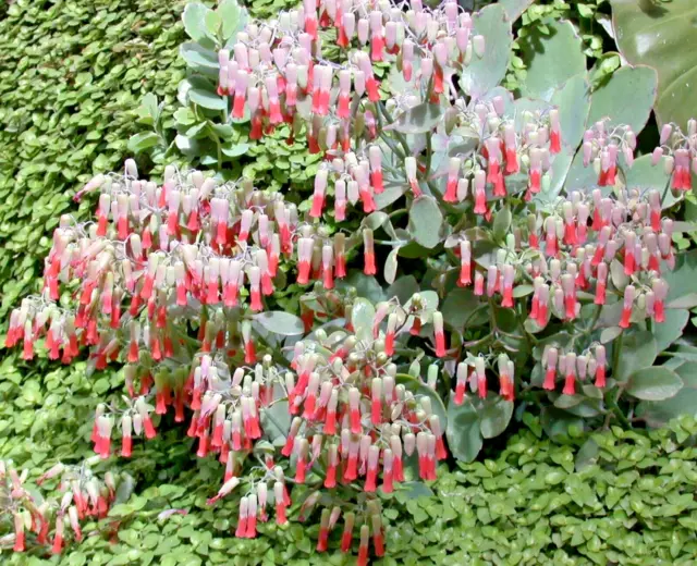 SAMEN KALANCHOE Steingarten rosa Blumen Stauden Beete Balkon Pflanzen Mischung