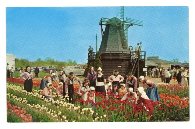 Postcard It's Tulip Time in Holland Michigan Every Year in May Dutch Dancers VTG