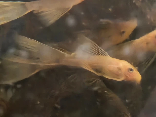 2 L144-Blue Eye Lemon Longfin Bristlenose Pleco 1"+ unsexed. USA bred.