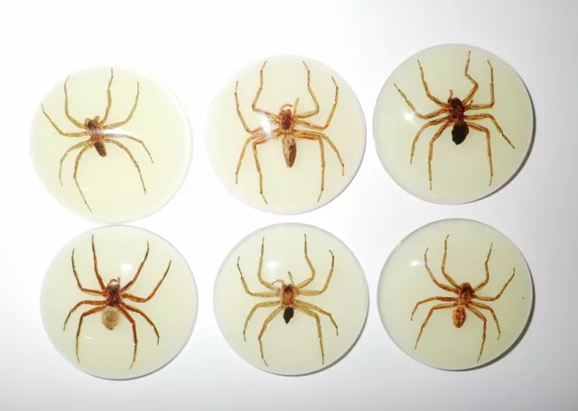 Insect Cabochon Ghost Spider Specimen 38 mm Round Glow 6 pieces Lot