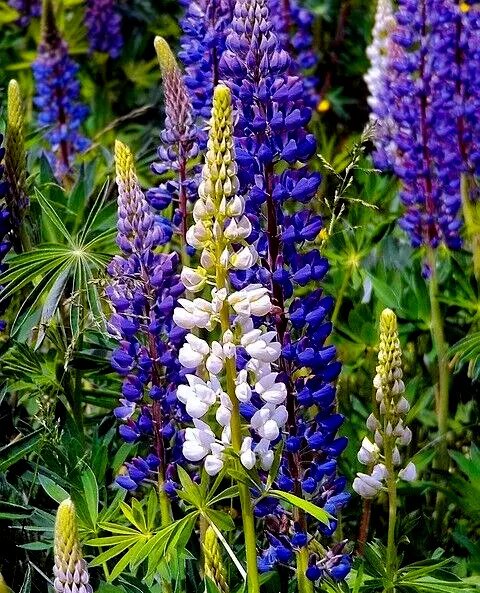 Hardy Russell Lupine Mix! 20 Seeds! Many bright colors! Comb. S/H See Our Store