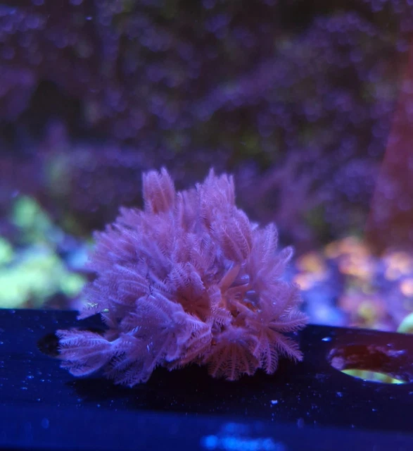 PULSING XENIA WYSIWYG Coral Frag sps lps soft Zoa £15.00 PicClick UK