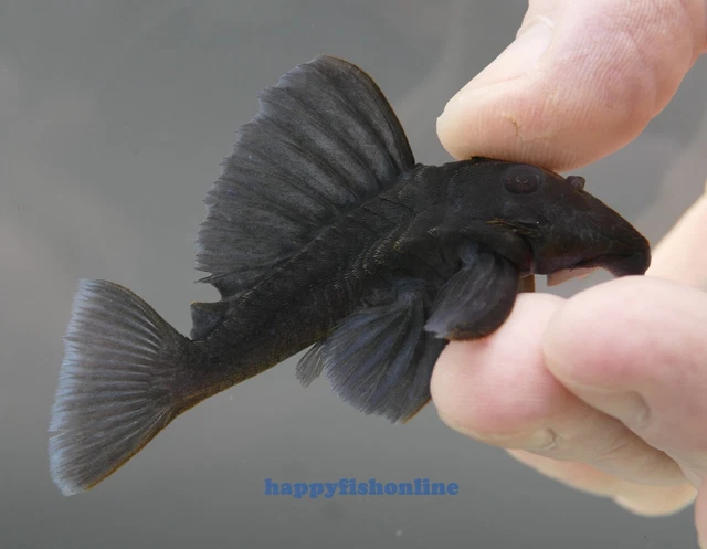 Absolutely Beautiful L239 Dwarf Blue Panaque Pleco! Young Adults! Wc - 6-8 Cm
