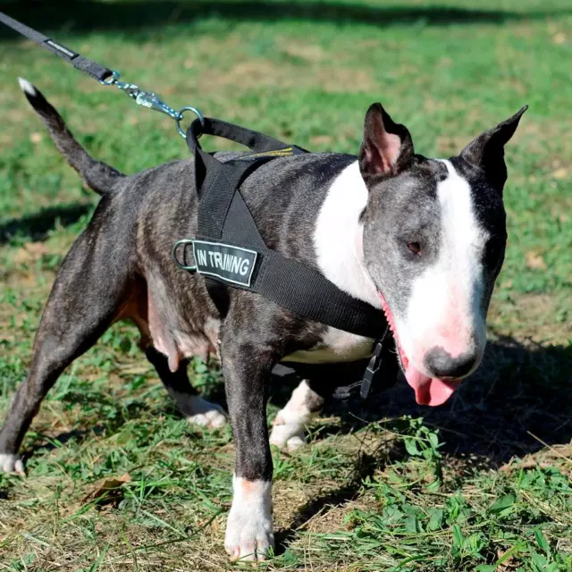 English Bull Terrier Harness for Dogs No Pull with Handle XS Small Medium Sizes 2