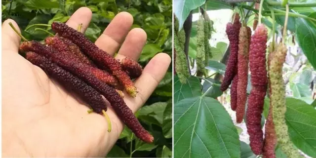 5x Schlangen Maulbeeren Obst Pflanzen - Samen A107