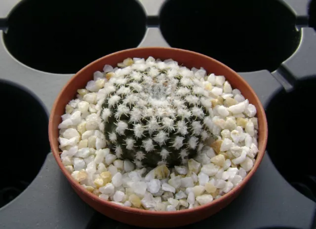 25 Fresh seeds, Eriosyce (Thelocephala) malleolata, 種子 เมล็ดพันธุ์ Rare Cactus