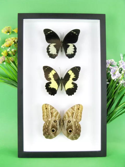 3 real beautiful and huge butterflies in the XXl showcase - single piece - 09