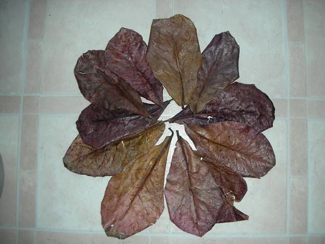 Catappa Indian Almond Leaves Ketapang Shrimp and Betta Fish
