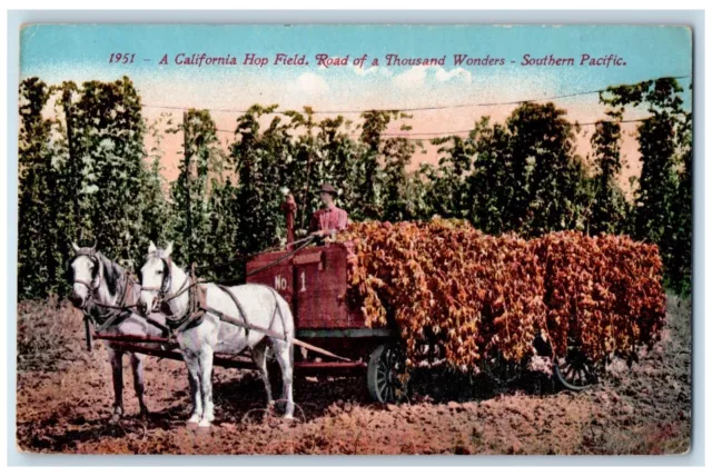 c1910 California Hop Field Road Horse Thousand Wonders Southern Pacific Postcard