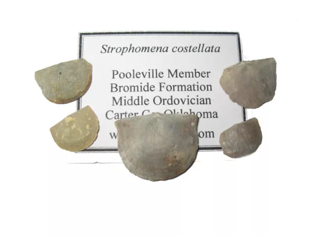 Ordovician Bromide Brachiopod fossil Pooleville Mountain Oklahoma many species