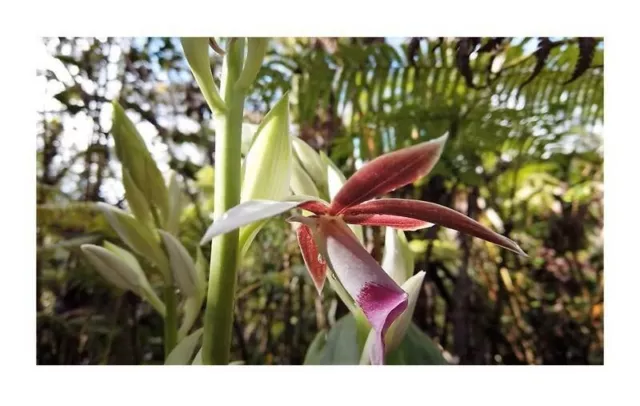 100x Phaius Tankervilleae Orchid Garden Plants - Seeds B80