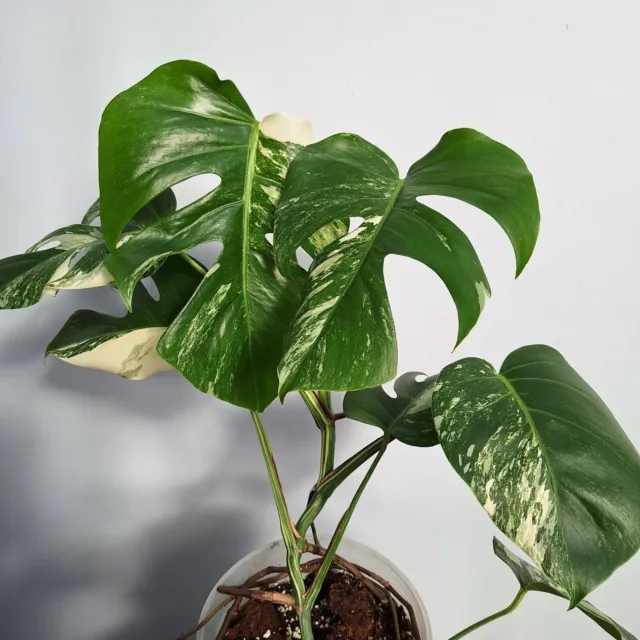 Monstera Deliciosa Albo Variegata , 14.2.5  EXACT PLANT,