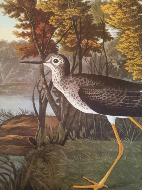 Lesser Yellowlegs Yellow Shank Audubon Bird Print Picture Poster Plate 163