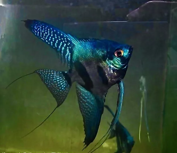 Pinoy Green Ghost Angelfish Pterophyllum Scalare |South American Cichlid