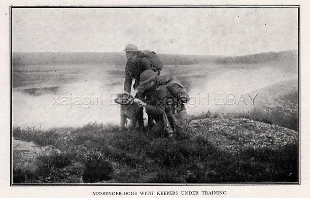 DOG Airedale Terrier Messenger War Dog & British Handlers, Rare Antique Print