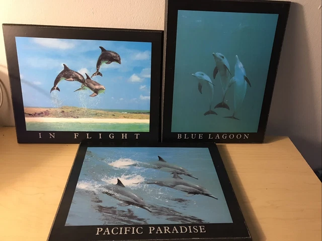 Danse des Dauphins, 1989』 Bob Talbot Danse des Dauphins