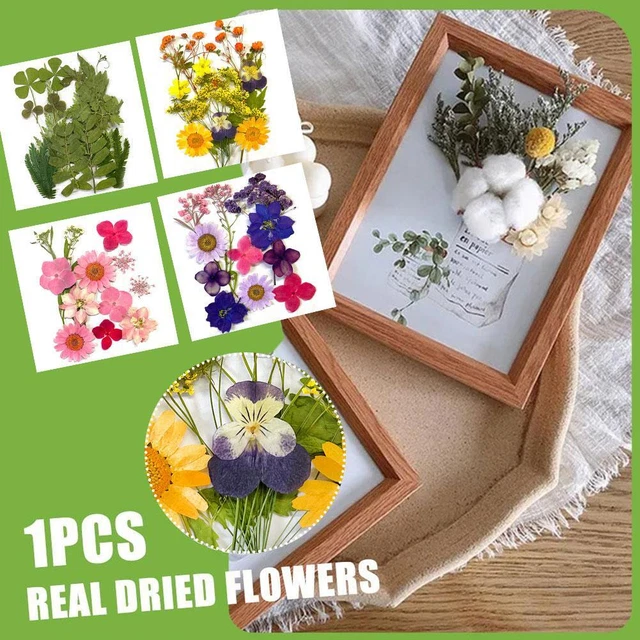 Plantas secas mixtas de flores secas reales para hacer joyas de resina epoxi hágalo usted mismo