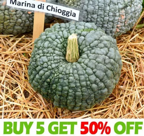 VEGETABLE SEEDS Squash MARINA DI CHIOGGIA - 20 seeds Cucurbita Maxima Pumpkin